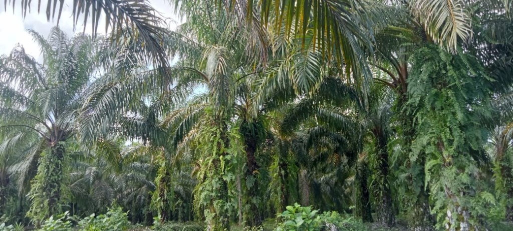 Kelapa sawit merupakan salah satu potensi unggulan di Desa Lalla Bahagia