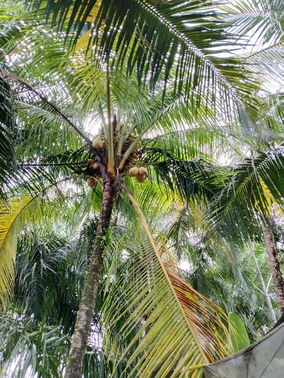 Pohon Kelapa merupakan salah satu potensi unggulan di Desa Lalla Bahagia